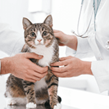 chat chez le vétérinaire